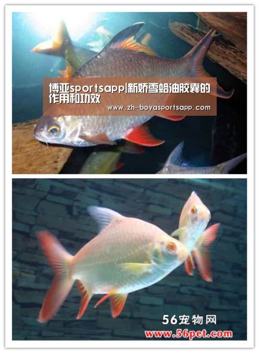 博亚sportsapp|新娇雪蛤油胶囊的作用和功效(图2) 博亚sportsapp